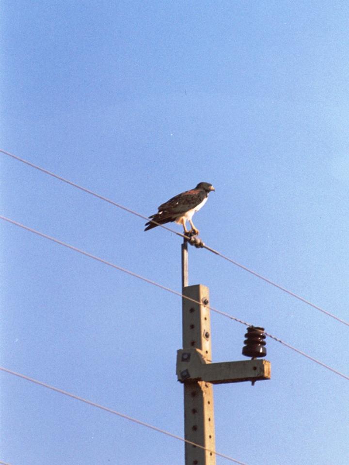 FIGURE 1 FIGURE 1